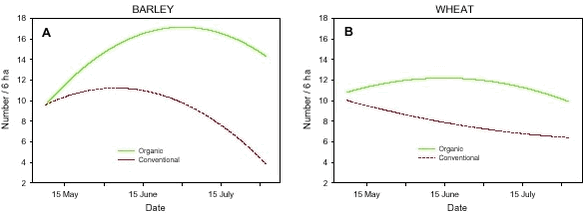 Models of the development in Skylark numbers on the study fields from early May to early August in relation to crop and period (before/after conversion.