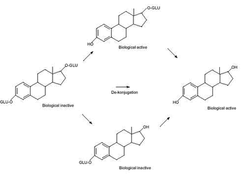 Click on the picture to see the html-version of: ‘‘Figur 2.1 - De-conjugation of 17ß-estradiol (E2) into biological active and inactive compounds‘‘