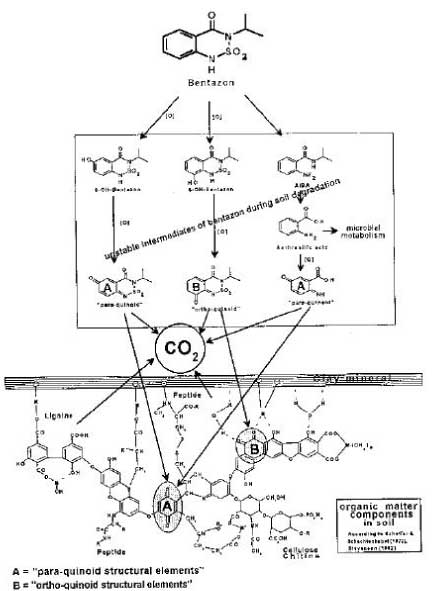 Figure 21. Proposed structure of bentazone degradation products built into the soil macromolecular organic matter (Huber & Otto, 1994). The figure is reproduced with the kind permission from Springer Verlag.