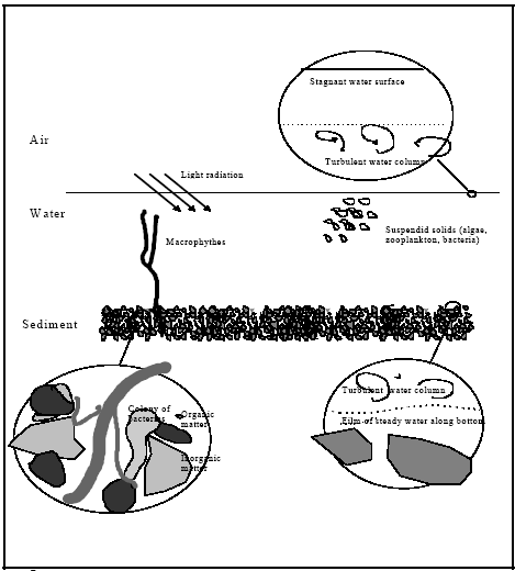 Figure 12.1 The pond system, where mechanisms of possible relevans are identified