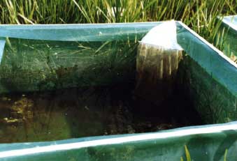Figure 3.1 Enclosure (cage and bag) used for spawning and hatching of eggs and for experiments on growth and survival of tadpoles.