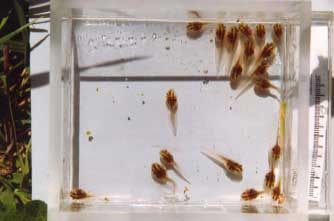 Figure 3.2 Bombina bombina tadpoles used for experiments in cages