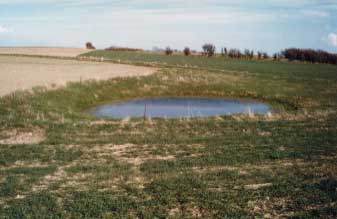 Figure 4.21 Pond P5 in 1996. Photo taken from the west
