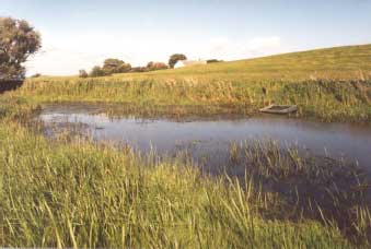 Figure 4.22 Pond P6 in 1995. Photo taken from the southwest
