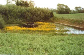 Figure 4.23 Pond P7 in 1990. Photo taken from the southwest