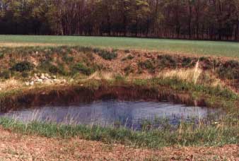 Figure 4.24 Pond P8 in 1993. Photo taken from the west.