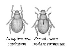 Figure 1.2: Drawings of the economically most important pest weevils in the Danish greenery production: Strophosoma melanogrammum and S. capitatum (from Sedlag and Kulicke, 1979)