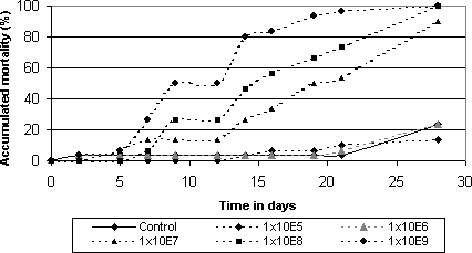 Figure 2.1: Concentration-response bioassay with Metarhizium anisopliae (Isolate no. BIPESCO 5) against adults of Strophosoma melanogrammum collected in spring.
