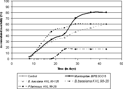 Figure 2.2: Accumulated mortality of larvae of Strophosoma spp. after subjection to entomopathogenic fungi.