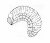 Figure 3.1: Drawing of a typical curculionid larva (Hansen, 1964).