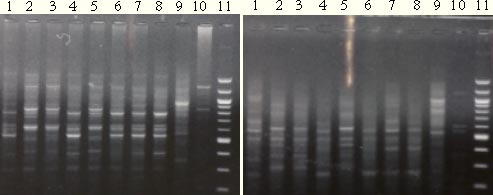 Figure 3.3. Left: RAPD-PCR products (primer OPA 20). Right: UP-PCR products (Primer L15/AS19). Same DNA have been used in both gels, lane 1, 4, 7 = S. melanogrammum, lane 2 and 5 = S. capitatum, Lane 3 and 6 = mix of the two Strophosoma species, lane 8 = unidentified larva, lane 9 = O. singularis, lane 10 without DNA and lane 11= 100bp ladder.