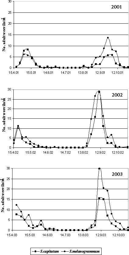 Figure 4.2. Emergence of Strophosoma melanogrammum and S. capitatum from the soil in 2001-2003 given as number of weevils per m² per week as a function of date traps were collected. Numbers were recorded by weekly counting of adult weevils in 30 emergence traps in a 20-year-old greenery stand of A. procera.