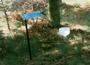 Figure 4.3. Funnel traps and sticky traps for recording of first instar larvae of Strophosoma dropping to the ground from the canopy.