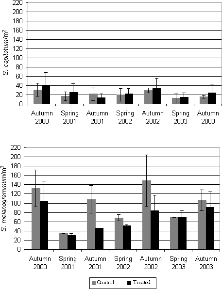 Figure 5.2: Density (accumulated numbers) in 2000, 2001, 2002 and 2003 (no. per m²) of adult S. melanogrammum (bottom) and S. capitatum (upper) on the experimental field site treated with either M. anisopliae BIPESCO 5 (Treated) or 0.05% Triton x-100 (control) in summer 2000 (July 7 and July 19, 2000) and summer 2001 (June 26 and July 10) against larvae. The density was measured by weekly counting of number of weevils caught in 30 emergence traps per treatment.
