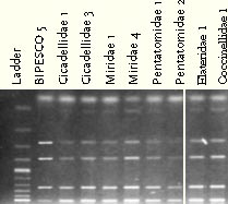 Figure 6.1: IGS fragment pattern of Metarhizium anisopliae isolates originating from non-targets collected after spraying with BIPESCO 5