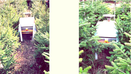 Fig. 6.6. The ACW at work in Norway Spruce (height 141 cm and width 92 cm), (left) and Normann fir (height 160 cm, width 142 cm), (right).