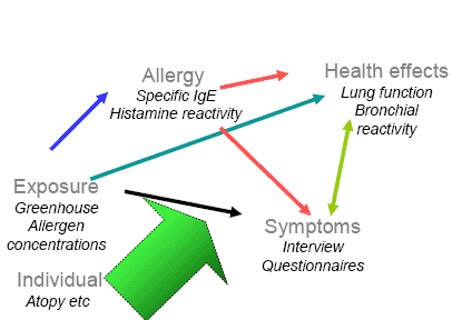 Figure 1.1. A model for the health effects of beneficial arthropods. The figure shows the different factors of interest in the study (Exposure, allergy, health effects, symptoms, and individual factors) and their interrelationship. Below each factor the type of measurements used in the study are shown. The arrows show the different relations which will be tested in the study. The individual factors will be modifiers in all the possible relations.