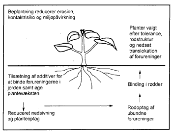 Figur 4.1. Phytostabilisering af metalforurenet jord (efter Cunningham et al, 1995).(9 kb)