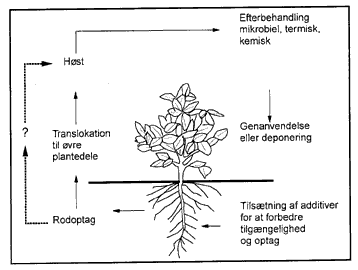 Figur 4.2. Phytoekstraktion af metalforurenet jord (efter Cunningham et al, 1995).(9 kb)