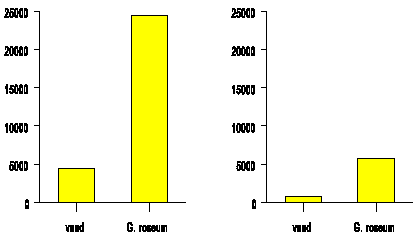 Figur 10.1. Isolering af <I>Gliocladium roseum</I> p
selektivt medium efter rodvask af byg og hvederdder henholdsvis 5 og 8 mneder
efter sning af fr bejdset med <I>G. roseum</I> (IK726) eller
vand.(3 Kb)