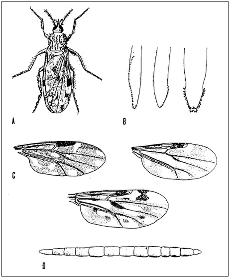 A. Mitte (Culicoides nubeculosus). B. Munddele af Culicoides-hun, fra venstre: maxil, mandibel, spytklinge. C. Vinger af Culicoides fra venstre: C. odibilis, C. obsoletus, C. punctatus. D: Larve af C. nubeculosus. (Efter Nielsen & Christensen, 1975). 