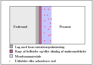 Figur 1.3 Idealiseret fremstilling af forholdene i og omkring membranen
