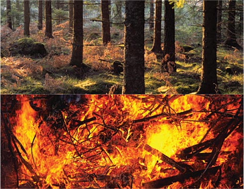 Fotos: Øverst - Skov; Nederst - Brændende træ