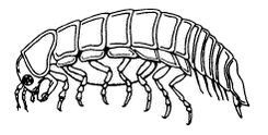 Figur 5:   Hun af pælekrebsen, Limnoria lignorum, set fra siden. Den runde sæk hun bærer under maven er æg.