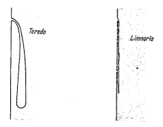 Figur 6:   Boregange lavet af pæleorm (Teredo) og af pælekrebs (Limnoria). Bemærk at pæleormens gange er forholdsvis længere inde i træet, mens  pælekrabsens gange er overfladiske.