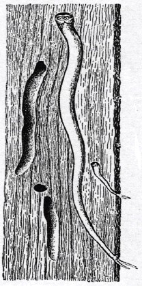 Figur 3:   Tværsnit af fyrreplanke med angreb af pæleorm. Bemærk ind- og udstrømningsåbning erne ved træets overflade.