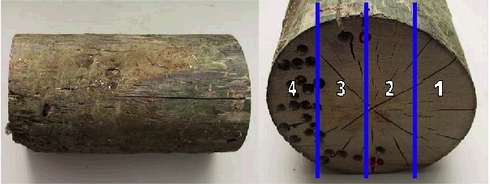 Figur 1: Pæl med pæleormsangreb. Udskæringen i fire emner er vist til højre.
