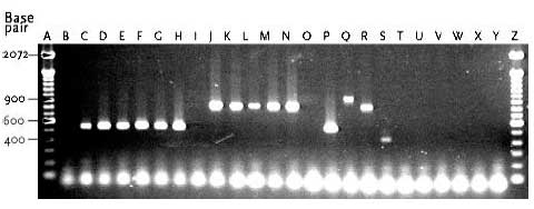 Figur 13 Multiplex PCR analyse af udvalgte enterokokisolater, samt 10 kontrolstammer
