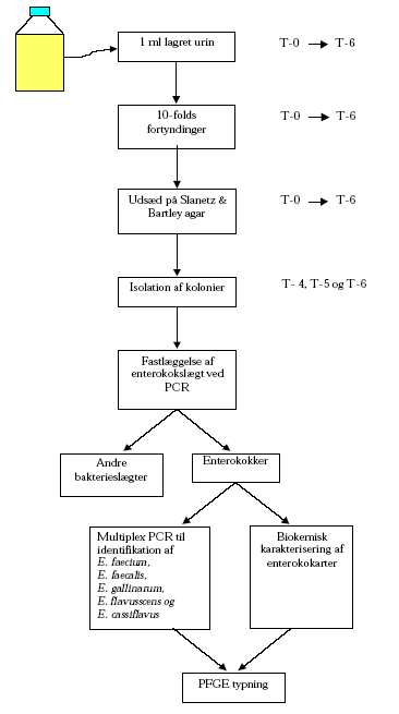 Figur 2 metodebeskrivelse for udtagelse af prøver fra lagret urin, isolation og typning af enterokokisolater fra Slanetz & Bartley agar.