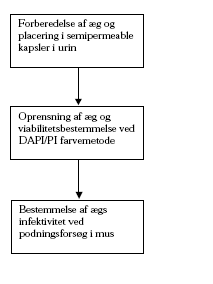 Fig.3 Metodebeskrivelse for undersøgelse af C. parvum ægs viabilitet (levedygtighed) og infektivitet (smitsomhed)