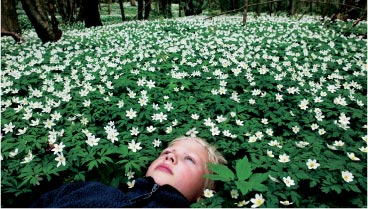 Pige ligger i skovbund fyldt med anemoner