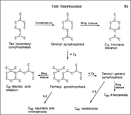 Figur 12-3. Terpenoid biosyntesevej i planter
