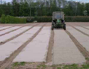 Figur 3. Overdækning af frøbede med sand på Akkerup Planteskole maj 2003