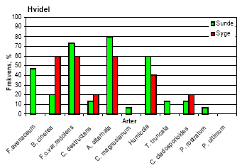Figur 7. Frekvens af de vigtigste svampearter på rødder af syge og sunde småplanter af hvidel, nobilis, nordmannsgran og sitkagran, udtaget fra Akkerup Planteskole