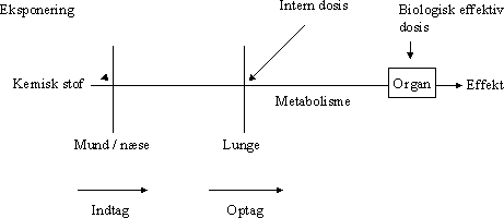 Figur 6.1.1. Inhalation – sammenhæng mellem eksponering og dosis. Modificeret fra US-EPA (1997).