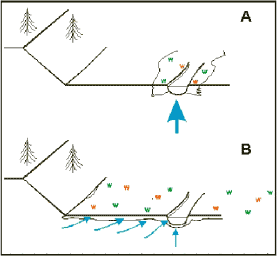 Figur 5.1. A. Stor grundvandsudstrømning gennem vandløbsbunden og en relativt smal våd engzone. B. Lille grundvandsudstrømning gennem vandløbsbunden og en relativt bred våd engzone. Figur fra Langhoff et al ( 2002).