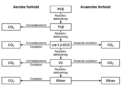 Figur 2.2. Nedbrydning af PCE/TCE ved biologiske processer