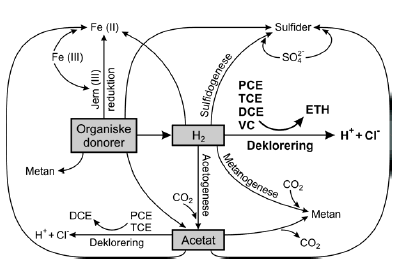 Figur 2.4. Anaerob reduktiv deklorering og samspillet med elektrondonorer og konkurrerende elektronacceptorer i komplekse mikrobielle samfund (modificeret efter Fennell og Gossett, 2003)