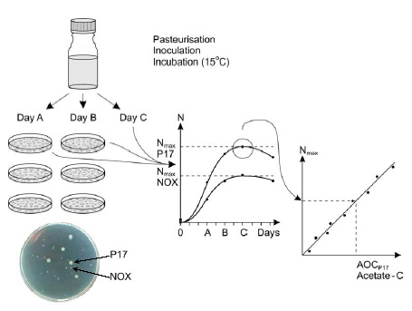 Figur 2: Skematisk gennemgang af AOC-metoden. De to bakterier (P17 og NOX) har forskellig kolonimorfologi og kan derfor tælles på samme agarplade