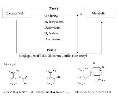 Figur 3.1 Fase I reaktionen kan være en oxidation, reduktion eller hydrolyse af lægemiddel-molekylet. Produktet er oftest et mere reaktivt og polært stof end udgangsstoffet. Den reaktive gruppe i molekylet vil ofte være en hydroxylgruppe, som samtidig vil være det sted en konjugation foregår. Konjugationen udgør fase II, hvor en større gruppe påhæftes, f.eks. en glucuronyl, sulfat eller acetyl gruppe som oftest vil resultere i en vandopløselig og inaktiv metabolit. (Rang og Hale, 1991)