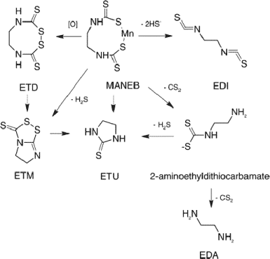 Figur 1. Foreslåede nedbrydningveje af maneb (som monomer) til ethylenthiourinstof (ETU) og ethylendiamin (EDA) med følgende mulige intermediære nedbrydningsprodukter: ethylenthiuram disulfid (ETD), ethylenthiuram monosulfid (ETM), ethylendiisothiocyanat (EDI) samt 2-aminoethyldithiocarbamat (Kontou et al. 2004)