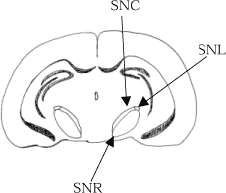 Figur 2. Tværsnit af hjernen ud for området indeholdende substantia nigra. SNC: Substantia nigra compacta, SNL: Substantia nigra lateralis, SNR: Substantia nigra reticularis.