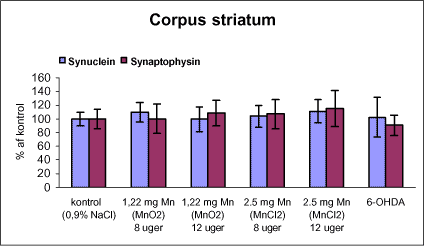 Figur 12. Kvantitative målinger af α-synuclein og synaptophysin i corpus striatum fra rotter doseret intraperitonealt dagligt i 8 eller 12 uger med vehikel (kontrol, 0,9% NaCl), mangandioxid, manganklorid eller intracranialt ved stereotaktisk injektion (højre corpus striatum) af engangsdosis af 6-hydroxydopamin (6-OHDA) ud fra western blots målt ved densitometri. Niveauet af aα-synuclein og synaptophysin er i % af kontrolholdet.