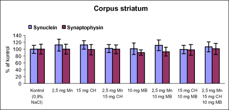 Figur 42. Kvantitative målinger af α-synuclein og synaptophysin i corpus striatum fra rotter doseret intraperitonealt dagligt i 12 uger med vehikel (kontrol, 0,9% NaCl), intraperitonealt dagligt med manganklorid (Mn) i 12 uger, subkutant 1 gang om ugen i 12 uger med chlorpyrifos (CH), intraperitonealt 1 gang om ugen i 12 uger med maneb (MB) eller med kombinationer heraf i 12 uger udfra western blots målt ved densitometri. Niveauet af α-synuclein og synaptophysin er i % af kontrolholdet.