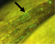 Figur 5.1. Abies frø coatede med gfp mærket C. rosea IK726 og stratificeret. Detalje fra testa efter 5 dages stratificering . Eksempel på særlig tæt vækst ved pilen