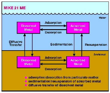 Figur B.1 Adsorption-desorption beskrives i MIKE21 XE ved ligevægtskinetik. Beskrivelsen af bundsedimentet følger lagdelingen i MIKE21 MT.